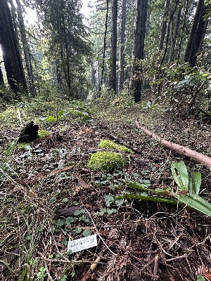  ( - HAY-F-004718)  @11 [ ] by-nc (2023) Taye Bright Fungal Diversity Survey