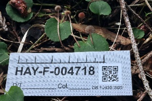  ( - HAY-F-004718)  @11 [ ] by-nc (2023) Taye Bright Fungal Diversity Survey