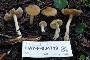  ( - HAY-F-004719)  @11 [ ] by-nc (2023) Taye Bright Fungal Diversity Survey