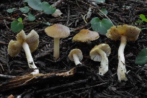  ( - HAY-F-004719)  @11 [ ] by-nc (2023) Taye Bright Fungal Diversity Survey