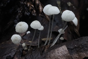  ( - HAY-F-004721)  @11 [ ] by-nc (2023) Taye Bright Fungal Diversity Survey