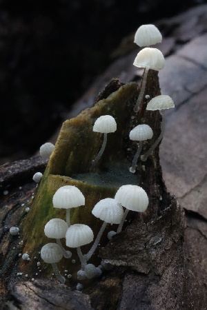  ( - HAY-F-004721)  @11 [ ] by-nc (2023) Taye Bright Fungal Diversity Survey