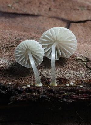  ( - HAY-F-004721)  @11 [ ] by-nc (2023) Taye Bright Fungal Diversity Survey
