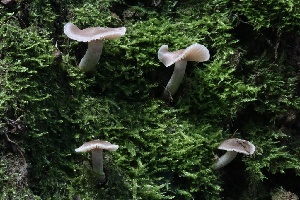  ( - HAY-F-004722)  @11 [ ] by-nc (2023) Taye Bright Fungal Diversity Survey