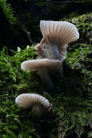  ( - HAY-F-004722)  @11 [ ] by-nc (2023) Taye Bright Fungal Diversity Survey