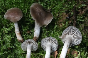  (Cuphophyllus sp. CA03 - HAY-F-004722)  @11 [ ] by-nc (2023) Taye Bright Fungal Diversity Survey