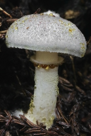  (Leucoagaricus sp. CA04 - HAY-F-004726)  @11 [ ] by-nc (2023) Taye Bright Fungal Diversity Survey