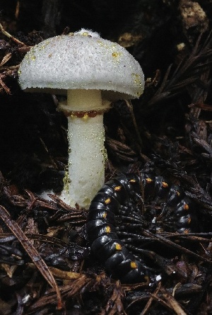  ( - HAY-F-004726)  @11 [ ] by-nc (2023) Taye Bright Fungal Diversity Survey