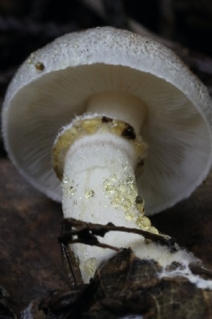  ( - HAY-F-004726)  @11 [ ] by-nc (2023) Taye Bright Fungal Diversity Survey