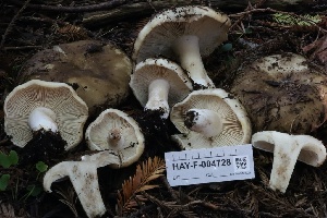  ( - HAY-F-004728)  @11 [ ] by-nc (2023) Taye Bright Fungal Diversity Survey