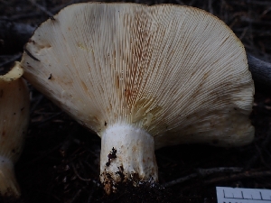  (Lactarius sp. scrobiculatus-CA01 - HAY-F-003380)  @11 [ ] by-nc (2023) Sadie Hickey Fungal Diversity Survey