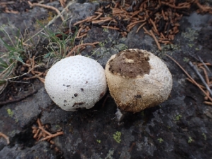  (Lycoperdon - HAY-F-003562)  @11 [ ] by-nc (2023) Sadie Hickey Fungal Diversity Survey