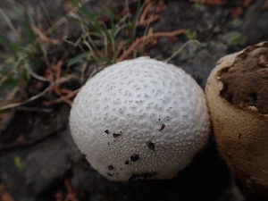  ( - HAY-F-003562)  @11 [ ] by-nc (2023) Sadie Hickey Fungal Diversity Survey