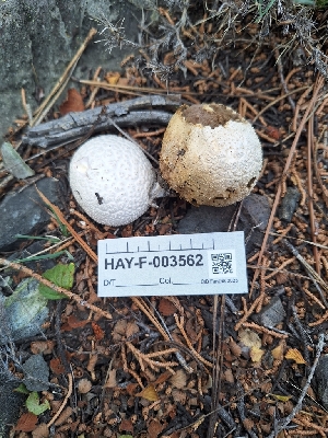  ( - HAY-F-003562)  @11 [ ] by-nc (2023) Sadie Hickey Fungal Diversity Survey