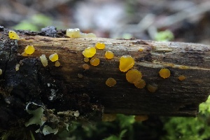  ( - HAY-F-004731)  @11 [ ] by-nc (2023) Taye Bright Fungal Diversity Survey