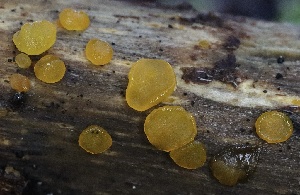  ( - HAY-F-004731)  @11 [ ] by-nc (2023) Taye Bright Fungal Diversity Survey