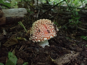  (Amanita muscaria - HAY-F-003525)  @11 [ ] by-nc (2023) Sadie Hickey Fungal Diversity Survey