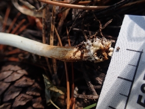  ( - HAY-F-003537)  @11 [ ] by-nc (2023) Sadie Hickey Fungal Diversity Survey