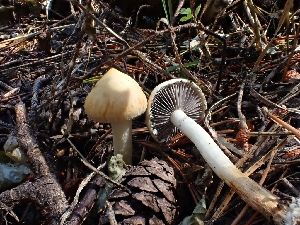  ( - HAY-F-003537)  @11 [ ] by-nc (2023) Sadie Hickey Fungal Diversity Survey