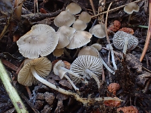  (Hydropus pseudotenax - HAY-F-003539)  @11 [ ] by-nc (2023) Sadie Hickey Fungal Diversity Survey