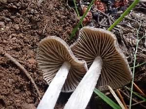  ( - HAY-F-003543)  @11 [ ] by-nc (2023) Sadie Hickey Fungal Diversity Survey