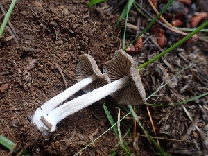  ( - HAY-F-003543)  @11 [ ] by-nc (2023) Sadie Hickey Fungal Diversity Survey