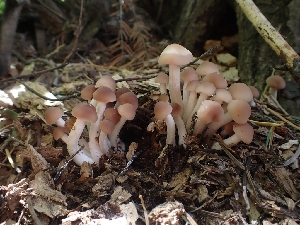  ( - HAY-F-003546)  @11 [ ] by-nc (2023) Sadie Hickey Fungal Diversity Survey