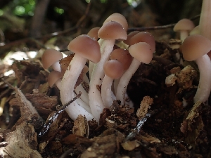  ( - HAY-F-003546)  @11 [ ] by-nc (2023) Sadie Hickey Fungal Diversity Survey