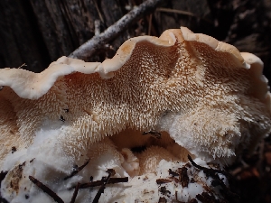  (Hydnum washingtonianum - HAY-F-003548)  @11 [ ] by-nc (2023) Sadie Hickey Fungal Diversity Survey