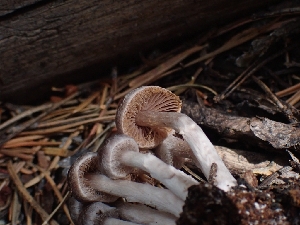  (Cortinarius sp. Harrower135 - HAY-F-003549)  @11 [ ] by-nc (2023) Sadie Hickey Fungal Diversity Survey
