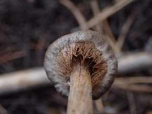  ( - HAY-F-003549)  @11 [ ] by-nc (2023) Sadie Hickey Fungal Diversity Survey