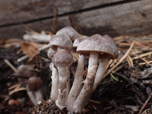  ( - HAY-F-003549)  @11 [ ] by-nc (2023) Sadie Hickey Fungal Diversity Survey