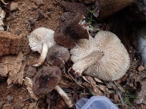  ( - HAY-F-003553)  @11 [ ] by-nc (2023) Sadie Hickey Fungal Diversity Survey