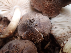  ( - HAY-F-003553)  @11 [ ] by-nc (2023) Sadie Hickey Fungal Diversity Survey
