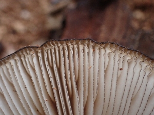  ( - HAY-F-003553)  @11 [ ] by-nc (2023) Sadie Hickey Fungal Diversity Survey