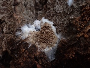  ( - HAY-F-003555)  @11 [ ] by-nc (2023) Sadie Hickey Fungal Diversity Survey