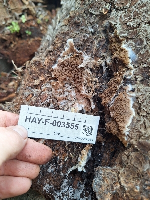 ( - HAY-F-003555)  @11 [ ] by-nc (2023) Sadie Hickey Fungal Diversity Survey