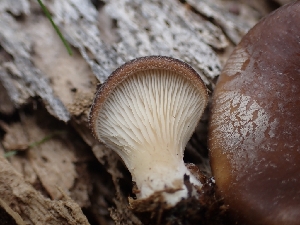  ( - HAY-F-003556)  @11 [ ] by-nc (2023) Sadie Hickey Fungal Diversity Survey