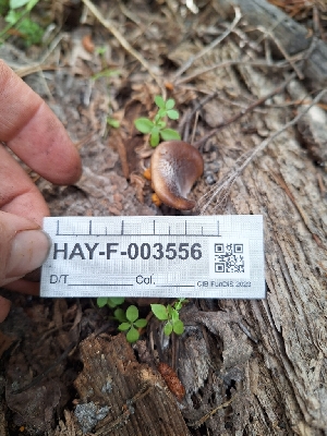  ( - HAY-F-003556)  @11 [ ] by-nc (2023) Sadie Hickey Fungal Diversity Survey