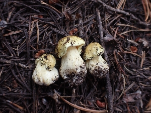  (Tricholoma sp. MT01 - HAY-F-003557)  @11 [ ] by-nc (2023) Sadie Hickey Fungal Diversity Survey
