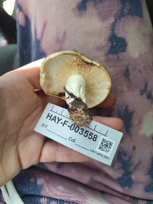  (Lactarius sp. alnicola-CA01 - HAY-F-003558)  @11 [ ] by-nc (2023) Sadie Hickey Fungal Diversity Survey
