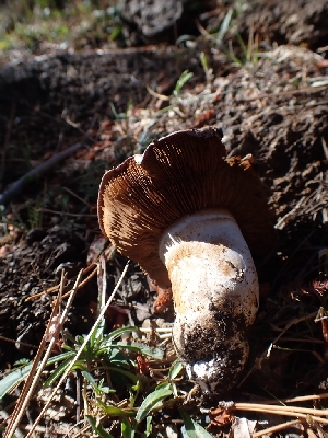  ( - HAY-F-003390)  @11 [ ] by-nc (2023) Sadie Hickey Fungal Diversity Survey