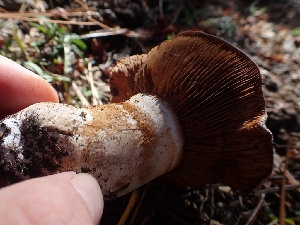  ( - HAY-F-003390)  @11 [ ] by-nc (2023) Sadie Hickey Fungal Diversity Survey