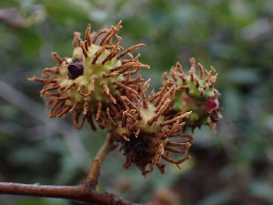  ( - HAY-F-003956)  @11 [ ] by-nc (2023) Grace Stark Fungal Diversity Survey