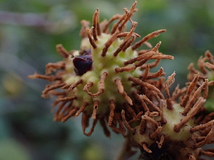  (Gymnosporangium sp. CA02 - HAY-F-003956)  @11 [ ] by-nc (2023) Grace Stark Fungal Diversity Survey