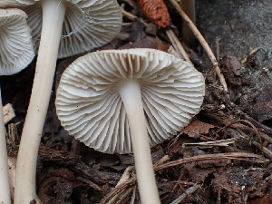  ( - HAY-F-003795)  @11 [ ] by-nc (2023) Grace Stark Fungal Diversity Survey