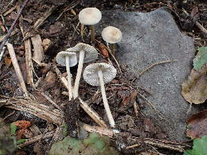  ( - HAY-F-003795)  @11 [ ] by-nc (2023) Grace Stark Fungal Diversity Survey