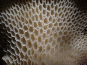  ( - HAY-F-003797)  @11 [ ] by-nc (2023) Grace Stark Fungal Diversity Survey