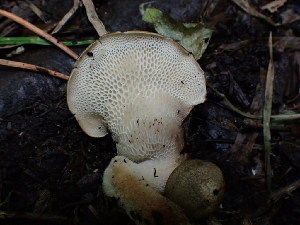  ( - HAY-F-003797)  @11 [ ] by-nc (2023) Grace Stark Fungal Diversity Survey