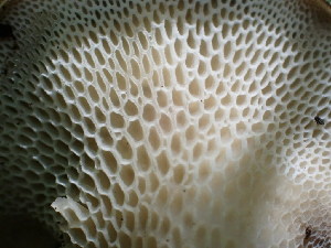  ( - HAY-F-003797)  @11 [ ] by-nc (2023) Grace Stark Fungal Diversity Survey